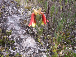 Famous flora on Carstensz Pyramid